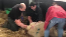 Helping a sheep to give birth