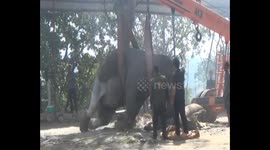 Sick elephant has to be craned upright to receive medicine in north India