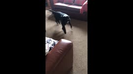 This is a 20 minute thing every day apparently. Grandad and Lola. #staffiesaturday https://t.co/5jnbKgVlYa