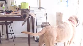 Kitten's attempt to catch dog brother's tail ends in failure