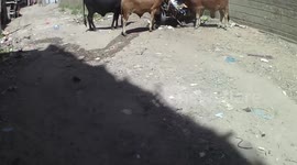 Cows eating trash