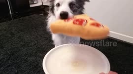 Dog Gets Lunch For Owner... What He Brings Is Hilarious