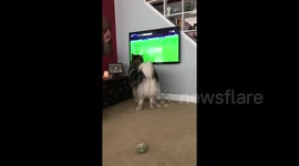 Alaskan Malamute trying to be part of the televised Soccer Game
