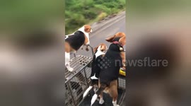 Let's go for a ride! Beagles love to hop in their owner's motorbike sidecar