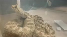 Horned pitviper among rare reptiles seized from smuggler's baggage at Indian airport