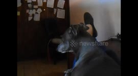 Zeus is howling, telling neighbor to be quiet!