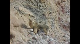 Sea Lion on the rocks, above the beach
