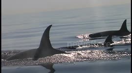 CA51 in 10ft tub  ( meet and greet between humans and wild orcas)