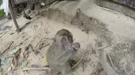 Funny Monkey exploring camera