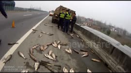 Truck spills 4,500kg of live fish down road in China