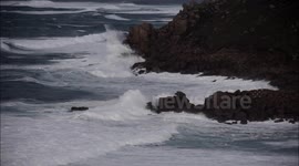 Dog narrowly escapes large storm wave