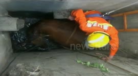 Pregnant cow rescued from manhole in China