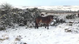 Exmoor heavy snow