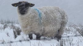 Sheep In Blowing Snow, N. Ireland - Jan 14th 2015