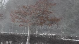 Blizzard & Tree - N. Ireland - Jan 14th 2015