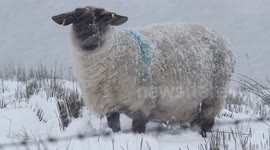 Heavy snow in Northern Ireland