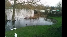River Thames starts to break it's banks at Laleham