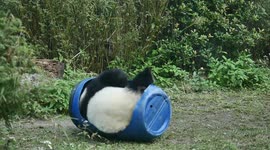 Giant panda plays with barrel in Taipei