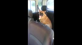 Stubborn dog refuses to get out of car