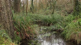 increase in wet weather wild ponds popping up everywhere