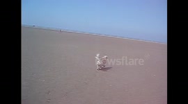 DOGS  BLACKPOOL!!!!!