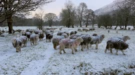 Hardy sheep in freezing Cumbria snow