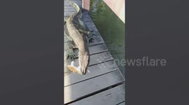 Feeding bread to monitor lizards at university