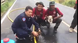 Charred puppies rescued from field fire after locals burn dead trees in Thailand