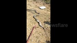 Rescuers surprised as king cobra found in house spits out monitor lizard