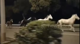 Runaway horses gallop along road at midnight in Shanghai