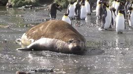 Penguins almost squashed as giant elephant seal chases them across beach