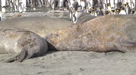Young male Elephant Seal trying to wriggle into moulting a seal huddle
