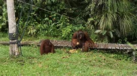 Orangutan enjoying his coconut