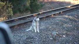 RAW VERSION: US firefighter rescues husky from train tracks and brings it home