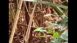 The Riau Natural Resources Conservation Center (BBKSDA) saves Sumatran tigers, from poachers, located in Sangar Village, Teluk Meranti District, Pelalawan Regency, Riau Province, Sumatra-Indonesia