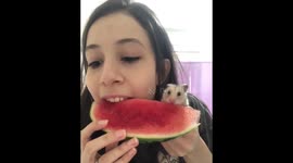 Hamster Eats Watermelon With Owner