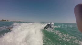 'Whoa!' Tourists scream in excitement as playful dolphins chase their boat off Florida