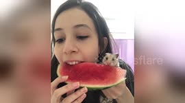 Teenager shares watermelon with nibbling pet hamster