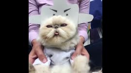 Baby Shark Cat