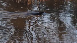 Beaver Slapping Tail On Water