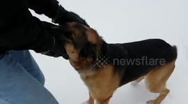 Returning to Pick Up German Shepherd