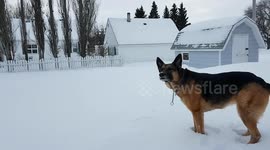 German Shepherd Chasing Ball in the Snow