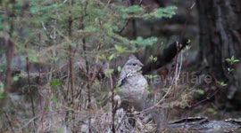 Ruffed Grouse Drumming