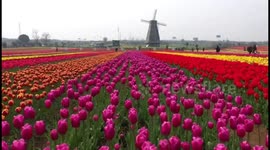 Spectacular drone footage shows colourful tulips blooming in eastern China