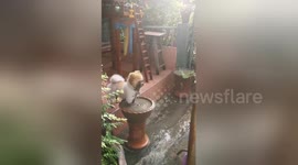 Pomeranian pup insists on dunking face and paws into muddy pool after grooming