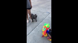 Adorable pit bull terrier amazed by nursery rhyme