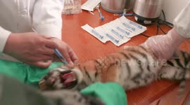 Tiger cub becomes crybaby on getting his first injections at Chinese zoo