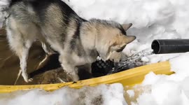Alaskan Malamute Sojou Spring Mud Bath