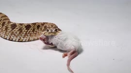 Hognose snake eating a dead mouse for dinner