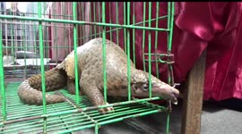 Indonesia police expose endangered animal smuggling syndicate